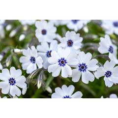 Floks szydlasty 'Bavaria'